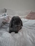 Hangoor konijn van ruim 7 mnd oud, Mannelijk, Hangoor, 0 tot 2 jaar