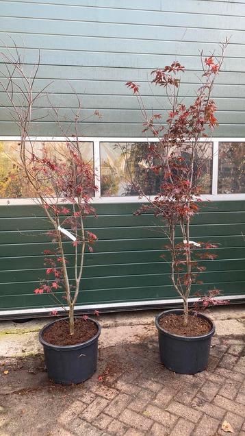 Japanse esdoorn rood ‘black lace’ 2m hoog nu €145 beschikbaar voor biedingen