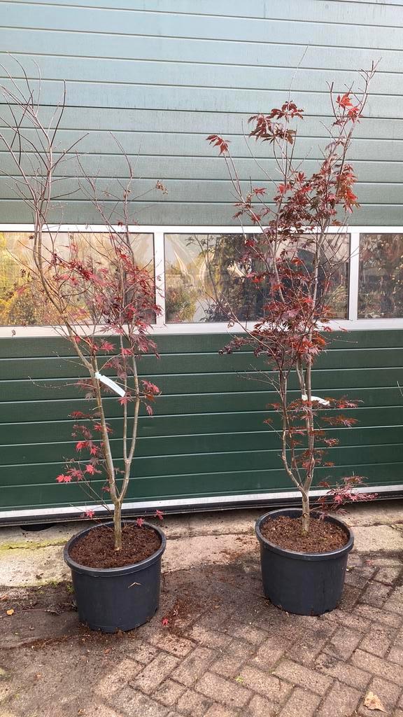 Japanse esdoorn rood ‘black lace’ 2m hoog nu €145, Tuin en Terras, Planten | Bomen, Overige soorten, Halfschaduw, Bloeit niet