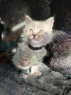 Maine coon kittens russische lijnen mainecoon, Dieren en Toebehoren, Katten en Kittens | Raskatten | Langhaar, Meerdere dieren