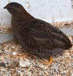 Chinese dwergkwartel hen, Dieren en Toebehoren, Vogels | Overige Vogels, Vrouwelijk