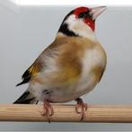 Carduelis carduelis major, Dieren en Toebehoren, Vogels | Overige Vogels, Meerdere dieren, Tropenvogel