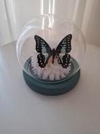 Geprepareerde vlinder, Ophalen, Nieuw, Insect, Beeldje of Figuurtje