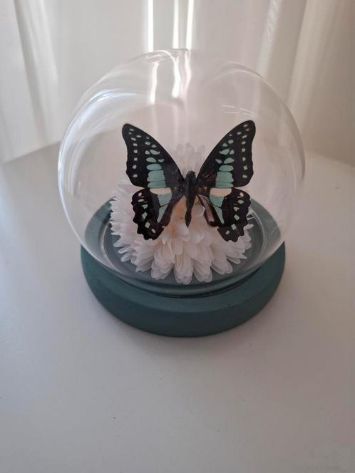Geprepareerde vlinder, Verzamelen, Dierenverzamelingen, Nieuw, Beeldje of Figuurtje, Insect, Ophalen