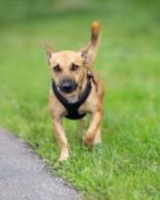 AIN: Louis, Dieren en Toebehoren, Honden | Niet-rashonden, Rabiës (hondsdolheid), Buitenland, Eén hond, Klein