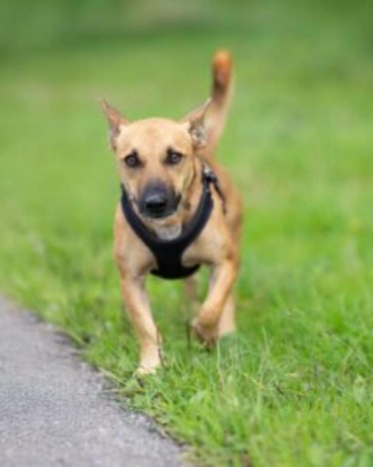 AIN: Louis, Dieren en Toebehoren, Honden | Niet-rashonden, Klein, Reu, Handelaar, Eén hond, Buitenland, 3 tot 5 jaar, CDV (hondenziekte)