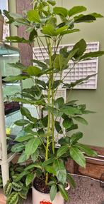 Schefflera actin. 'Amate' p30 h180, Huis en Inrichting, Kamerplanten, Ophalen, Halfschaduw, Minder dan 100 cm