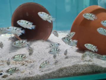 Electric Blue Jack Dempsey Cichliden  beschikbaar voor biedingen