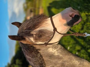 Verzorgpony aangeboden 2.5 jarige  beschikbaar voor biedingen