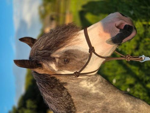 Verzorgpony aangeboden 2.5 jarige, Dieren en Toebehoren, Paarden en Pony's | Overige Paardenspullen, Ophalen of Verzenden