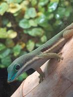 Gevraagd Phelsuma l.lineata vrouw, Dieren en Toebehoren, Reptielen en Amfibieën, Hagedis, 3 tot 6 jaar