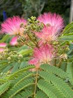 Albizia julibrissin Ombrella zaden Perzische Slaapboom, Tuin en Terras, Ophalen of Verzenden, Volle zon