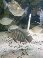 Vissenasiel Mayacichlide Mayaheros urophthalmus, Vis, Zoetwatervis
