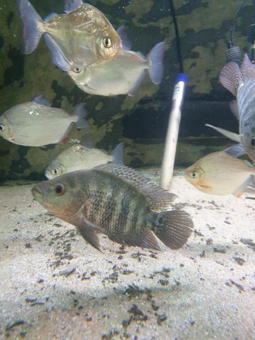 Vissenasiel Mayacichlide Mayaheros urophthalmus 

 beschikbaar voor biedingen
