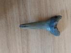 Te koop haaientand 4 bij 2 centimeter groot, Ophalen of Verzenden, Fossiel