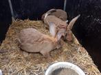 Te koop aangeboden; Vlaamse reuzen, haaskleur, Dieren en Toebehoren, Konijnen, Meerdere dieren, Groot, 0 tot 2 jaar