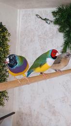 Gouldamadine (tt-kwaliteit), Dieren en Toebehoren, Vogels | Overige Vogels, Meerdere dieren, Tropenvogel