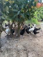 Hollandse kuifhoentjes  10 weken oud, Dieren en Toebehoren, Mannelijk