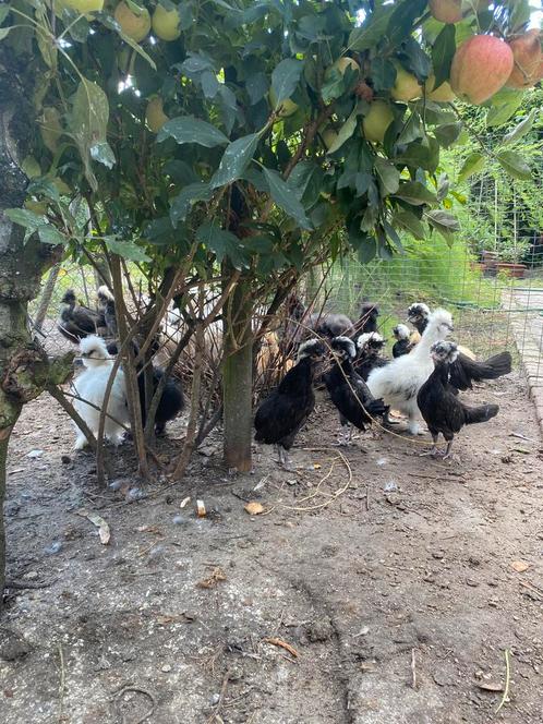 Hollandse kuifhoentjes  10 weken oud, Dieren en Toebehoren, Pluimvee, Mannelijk
