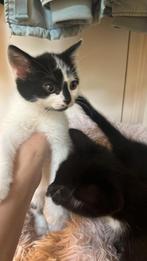 Kitten te koop, Dieren en Toebehoren, Meerdere dieren