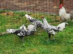 4x Hollands hoen, Dieren en Toebehoren, Meerdere dieren, Kip