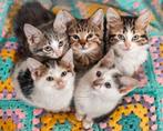 X brits korthaar kitten kittens 10 weken oud, Dieren en Toebehoren, Katten en Kittens | Overige Katten, Meerdere dieren