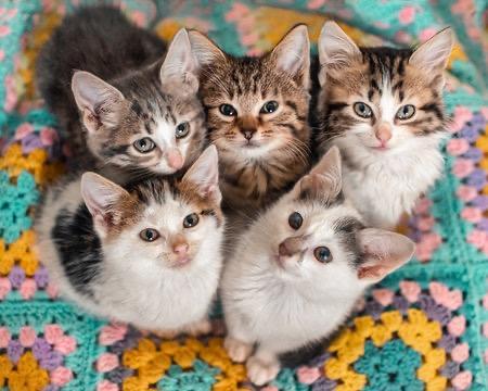 X brits korthaar kitten kittens 10 weken oud, Dieren en Toebehoren, Katten en Kittens | Overige Katten, Meerdere dieren