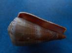 Schelpen: Conus biliosus R f++f+++ 53mm, Verzenden, Schelp(en)