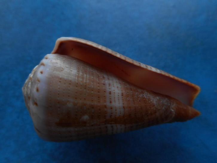 Schelpen: Conus biliosus R f++f+++ 53mm, Verzamelen, Mineralen en Fossielen, Schelp(en), Verzenden