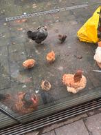 7 cochin kuikens, Dieren en Toebehoren, Pluimvee, Geslacht onbekend, Kip