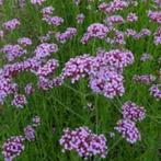 Verbena - ijzerhard jonge planten 1 euro per stuk, Tuin en Terras, Planten | Tuinplanten, Ophalen, Zomer, Overige soorten, Volle zon