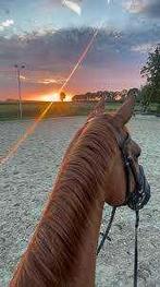 Verplaatsbare lease pony of paard gezocht!, Ophalen of Verzenden