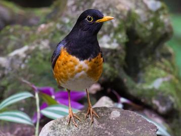 Zwartborstlijster - Turdus dissimiles beschikbaar voor biedingen