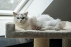 Knappe Ragdoll kater, Kater, Ontwormd