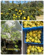 Kweeperen boom muistuin planten, Ophalen of Verzenden, Minder dan 100 cm