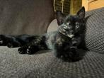 Twee leuke lapjeskittens., Dieren en Toebehoren