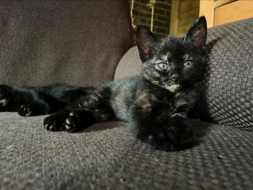 Twee leuke lapjeskittens., Dieren en Toebehoren, Katten en Kittens | Dekkaters