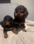 Teckel pups, Dieren en Toebehoren, Honden | Teckels en Dashonden, Standaard, CDV (hondenziekte), 8 tot 15 weken, Korthaar