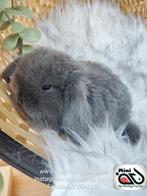 Raszuiver baby minilop konijn ram (transport mogelijk), Dieren en Toebehoren, Mannelijk, Dwerg, Hangoor, 0 tot 2 jaar