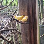 Waterslager kanaries, Dieren en Toebehoren, Meerdere dieren, Zangkanarie