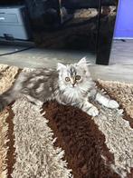 poesje laatste van nestje  Beschikbaar, Poes