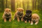 Shiba inu reu en teef met stamboom, Dieren en Toebehoren, België, Fokker | Hobbymatig, Overige rassen, CDV (hondenziekte)