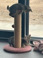 Kittens, Dieren en Toebehoren, Katten en Kittens | Overige Katten