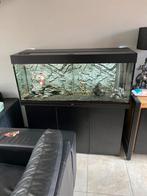 Juwel rio 240, Dieren en Toebehoren, Vissen | Aquaria en Toebehoren, Ophalen, Gebruikt, Gevuld zoetwateraquarium