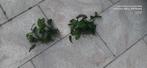Anubias Planten, Ophalen, Zo goed als nieuw, Plant(en), Steen of Hout