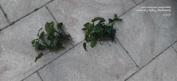 Anubias Planten  beschikbaar voor biedingen