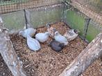 Koppel Chinese dwergkwartels natuurbroed., Meerdere dieren, Geringd