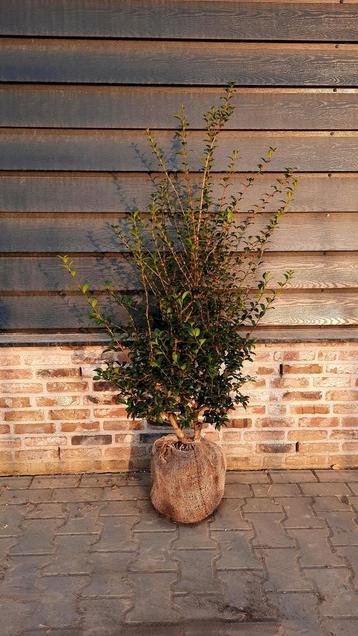 Osmanthus Burkwoodii 🌿 haagplant beschikbaar voor biedingen