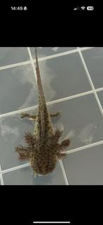 Baby axolotls wildkleur-diverse kleurvariaties, Dieren en Toebehoren, Amfibie, 0 tot 2 jaar