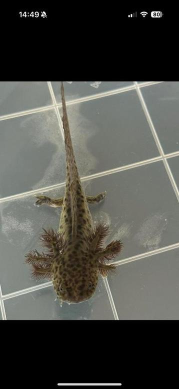 Baby axolotls wildkleur-diverse kleurvariaties beschikbaar voor biedingen